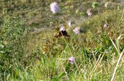 Blumen und Falter