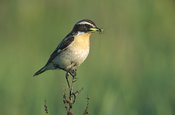 Braunkehlchen- Saxicola_rubetra_3_tom_(Marek_Szczepanek).jpeg