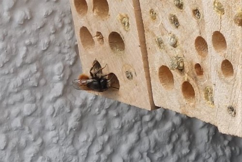 Männchen von Osmia cornuta.