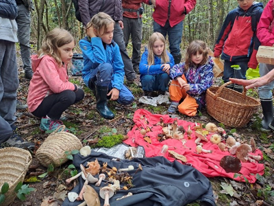 Pilzwanderung