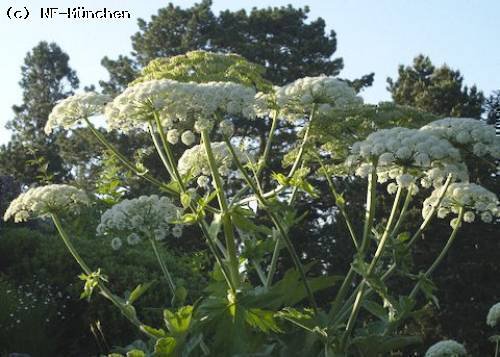 Biodiversitätsführung im Botanischen Garten